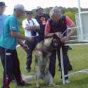 Investigation: the violent training of so-called defence dogs