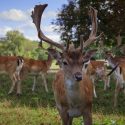 Four fallow deer spread panic in the Prefecture of Ardeche