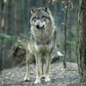 One Voice is going to the State Council on 23 March for the wolves