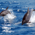 Dolphinariums: South Korea will release two captive dolphins !
