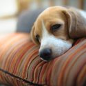 Create obese dogs to help humans lose weight