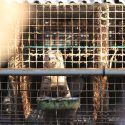 Investigation on a fur farm in Slovakia
