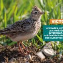 Traditional hunting of larks: Victory! The State Council has urgently suspended the decrees