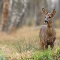 The Saint-Avold deer: welcome to absurdity