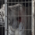 A horse clearly suffering, a tiger with a wounded neck, we file a complaint against the circus