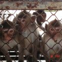 Hainan Airlines is taking over in order to transport monkeys to American laboratories