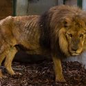 Sauvetage de Jon, lion martyr d’un cirque en France