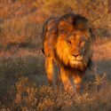 South African lions slaughtered for so called miracle cures