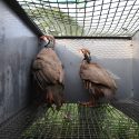 Oiseaux élevés pour la chasse, un scandale bien français