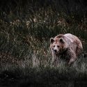 Une lumineuse première victoire de One Voice pour les ours bruns des Pyrénées !