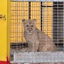 Jumbo dans sa benne, les tigres dans le camion… Le Cirque Muller/Zavatta s’installe à Cannes