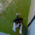 Intensive breeding of dogs for laboratories: One Voice lodges a complaint!