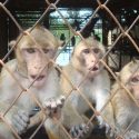 At this very moment, an airline company based in Malta is sending monkeys to American laboratories!