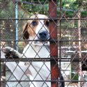 Nos animaux familiers jetés en pâture aux laboratoires