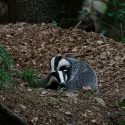 Victory! Badgers in Jura will be not killed in Spring nor next Summer!