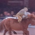 Make ponies jump with a monkey on their backs