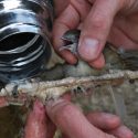 Les oiseaux déchantent, les chasseurs pourront continuer leurs massacres traditionnels