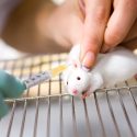 Scandalous record: 400,000 animals tortured each year to test botulinum toxin in Europe