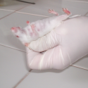 Nestlé responsible for cruel botox animal tests