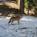 Pas de répit pour les loups : nouvelle année, nouveaux massacres