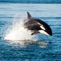 Le temps des sanctuaires marins
