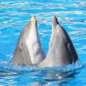 Two young dolphins on their way to greece