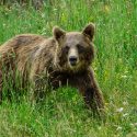 Ours bruns en Ariège : face à un opposant déloyal, la préfecture, One Voice obtient à l’arraché la suspension des arrêtés