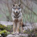 Peu importe l’avis du gouvernement, One Voice continue son combat pour les loups