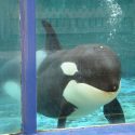 Orca Morgan, captured in 2010, gave birth to her first baby to Loro Park