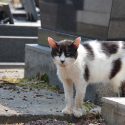 The Mayor who orders the trapping of cats by hunters…