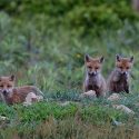 Oise : 1700 renards risquent l’échafaud