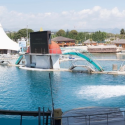 Dolphinarium decree: not passed as ‘discretely’ as intended