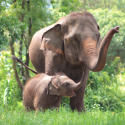 It’s time to recognize the status of people and the rights of elephants