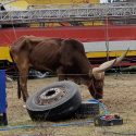 Mais où va donc l’argent des cirques ?