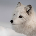 Fur: from victory to victory, following Germany and the Czech Republic !