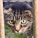 2017: The fight against feline strays