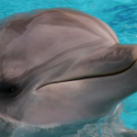 Scandal around the death of the dolphin Aïcko!