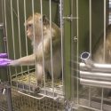 Sauvons les singes d’un laboratoire suédois !