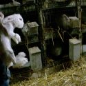 One Voice is re-entering the fray for Angora rabbits