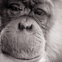 I am an animal, an original exhibition in Paris