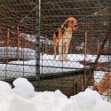 Chenil du Jura : dans le silence ouaté, des cris de désespoir