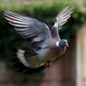 The decree allowing the massacre of wood pigeons when they arrive after migration has been partially suspended!