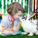 The rabbit, exploited from its hairs to its eyes