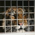 Lions and tigers have nothing to do with circuses!
