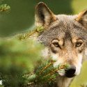 Les bénévoles de One Voice mobilisés pour la défense des loups en France et en Europe tous les week-ends du mois d’octobre