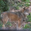 Pas d’accalmie pour les loups, abattus même pendant la période d’allaitement des louveteaux