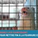 Act now for a fur free Europe