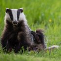 Badger digging in Gironde: hunters and the Prefect dismissed