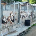 Mézilles : nouvelle audience et rassemblement pour les chiens