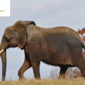 Nosey, the elephant finally free from the circus